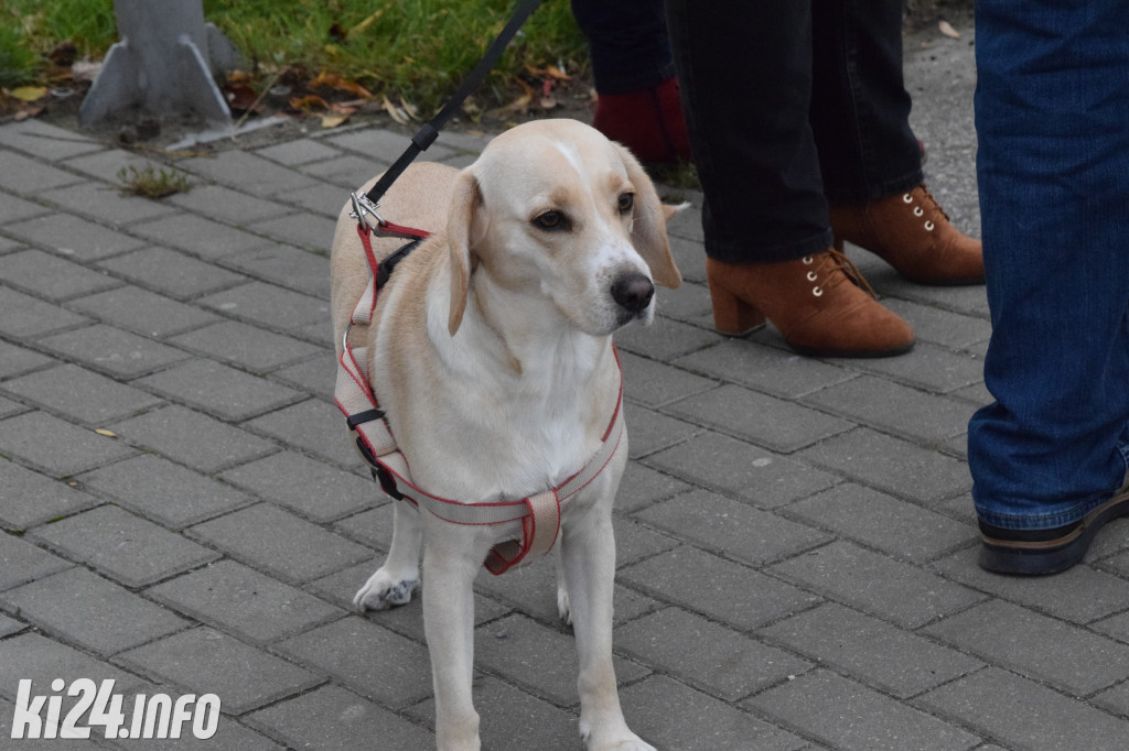 Parada kundelków i adopciaków