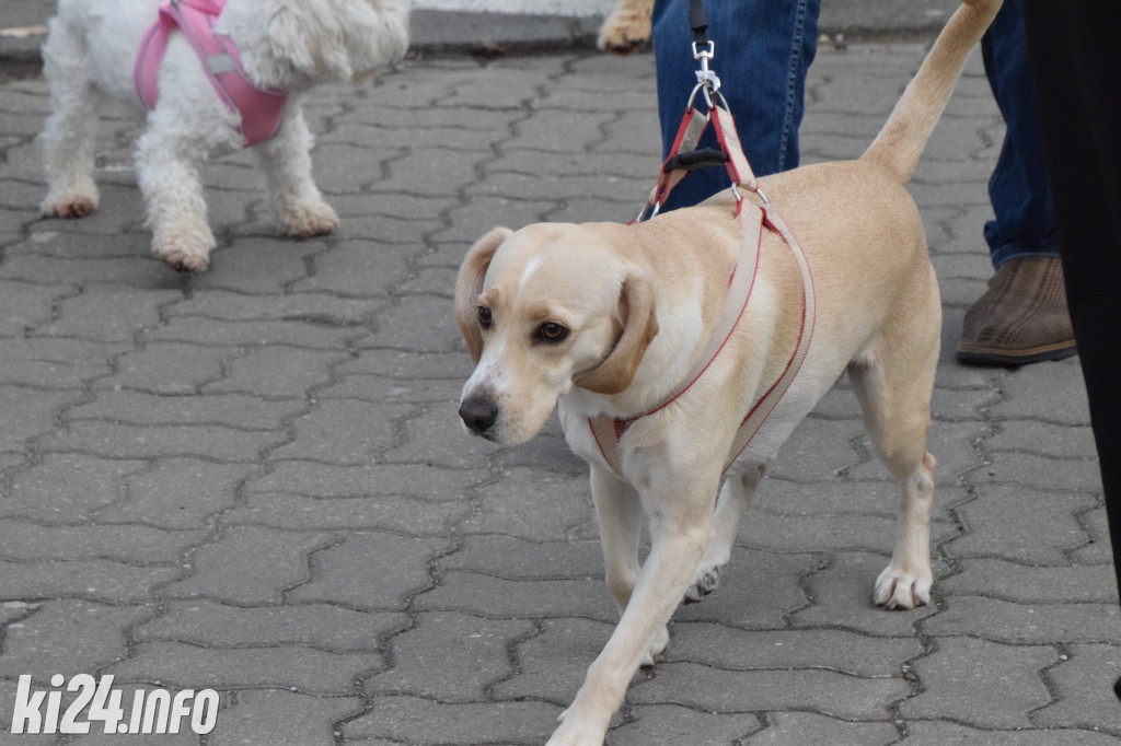 Parada kundelków i adopciaków