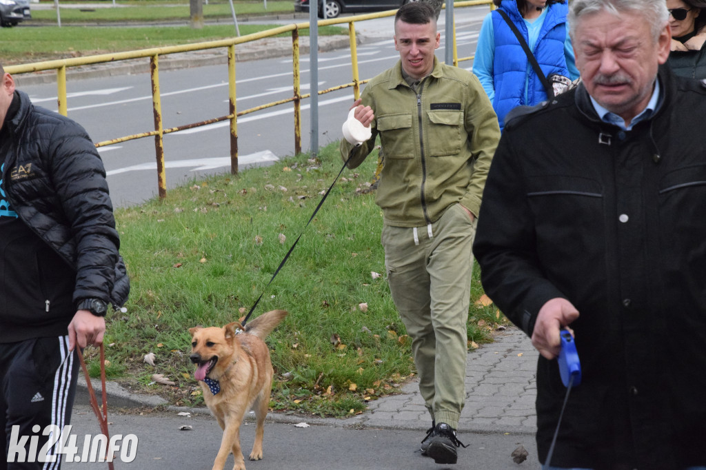 Parada kundelków i adopciaków