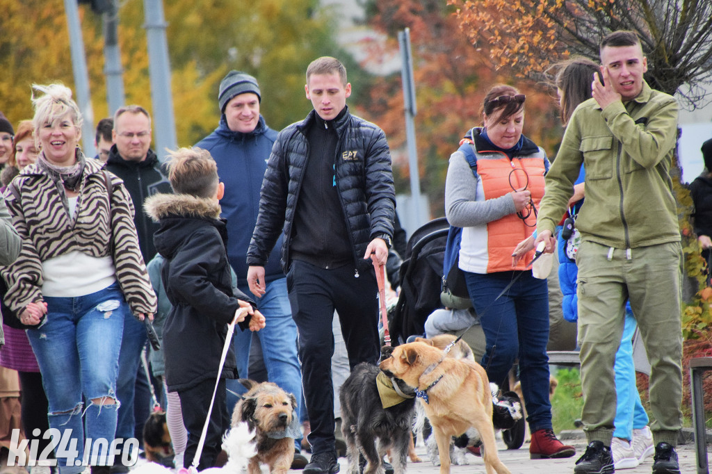 Parada kundelków i adopciaków