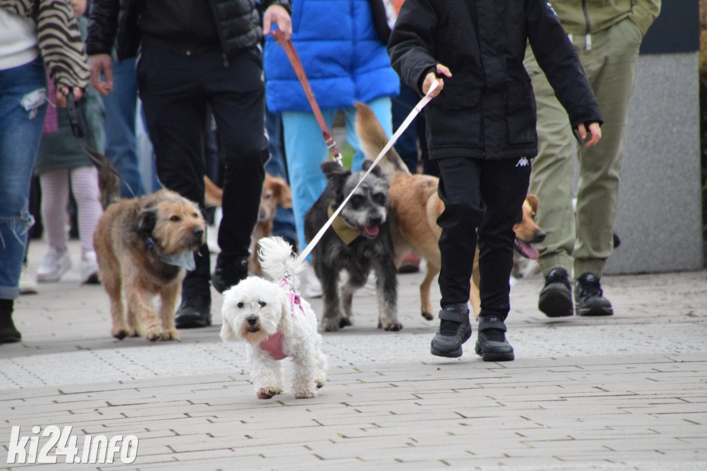 Parada kundelków i adopciaków
