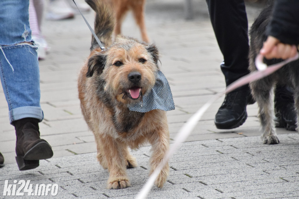 Parada kundelków i adopciaków