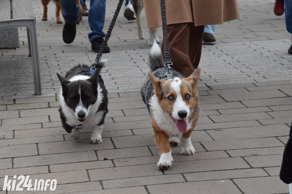 Parada kundelków i adopciaków