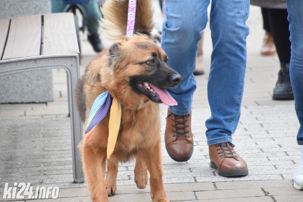 Parada kundelków i adopciaków