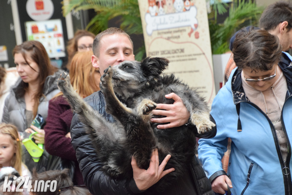 Parada kundelków i adopciaków
