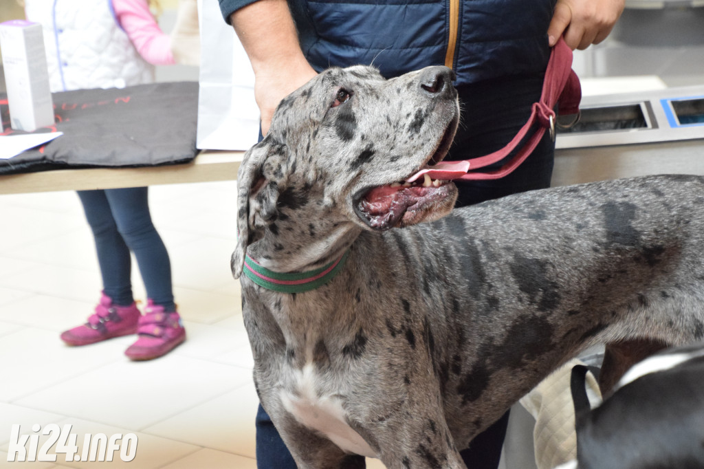 Parada kundelków i adopciaków