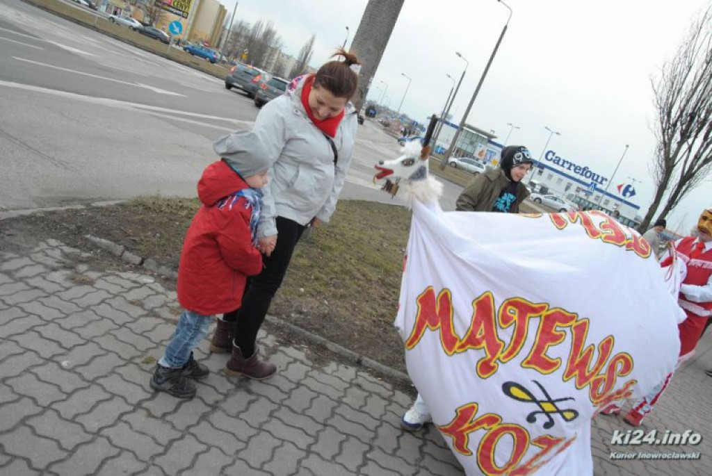 LIVE: Kozy grasują po mieście