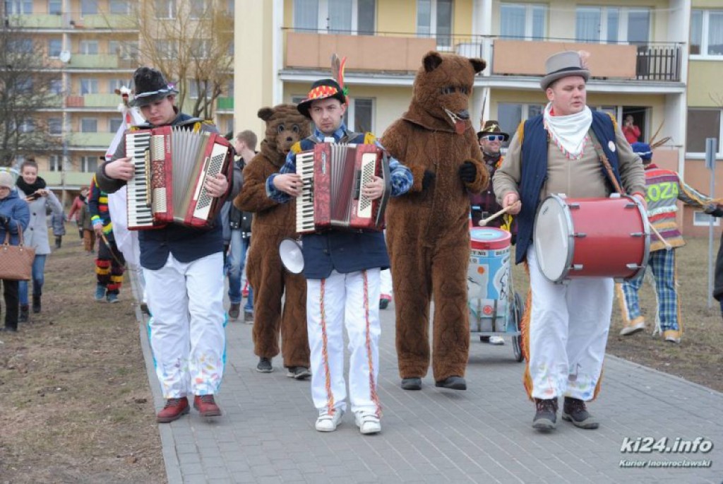 LIVE: Kozy grasują po mieście