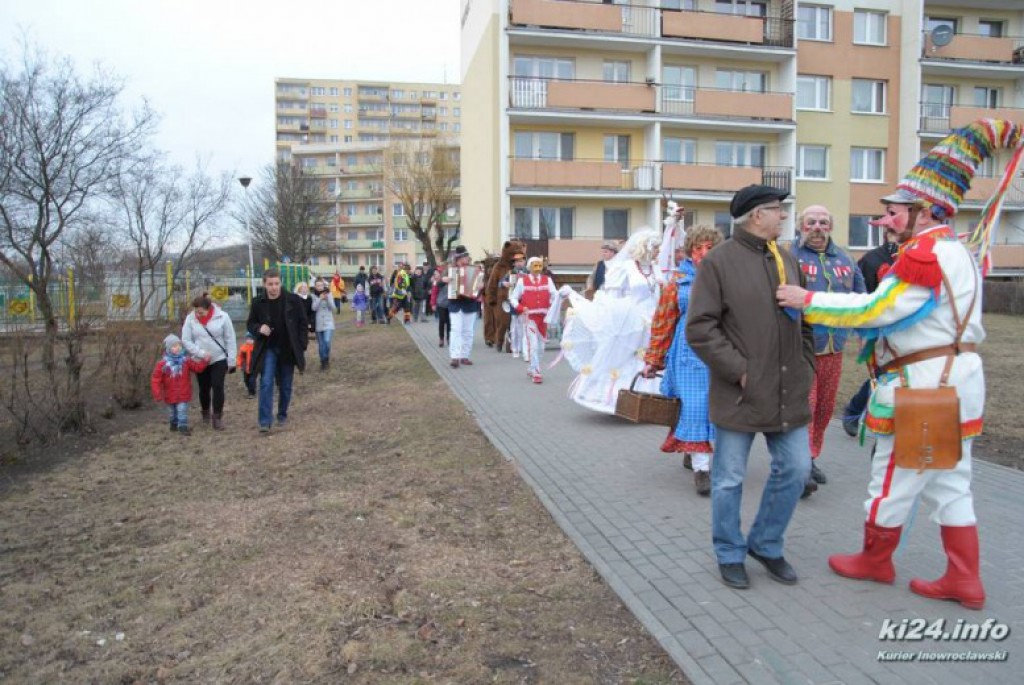 LIVE: Kozy grasują po mieście