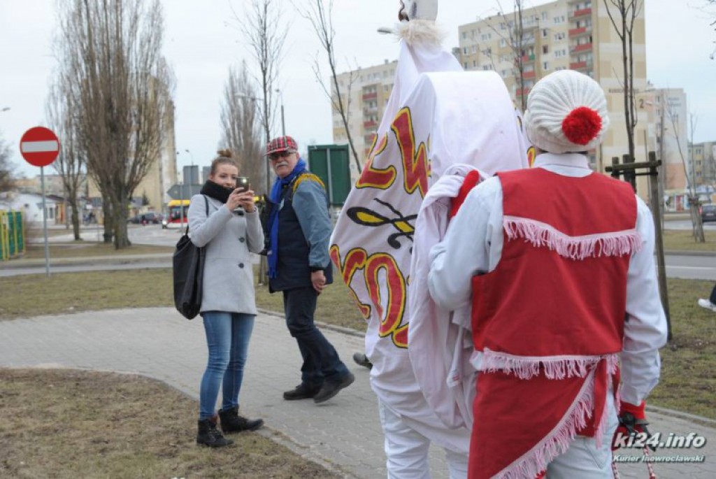 LIVE: Kozy grasują po mieście