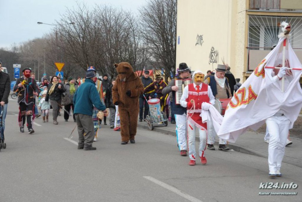 LIVE: Kozy grasują po mieście