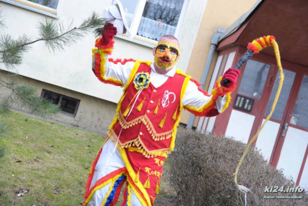 LIVE: Kozy grasują po mieście
