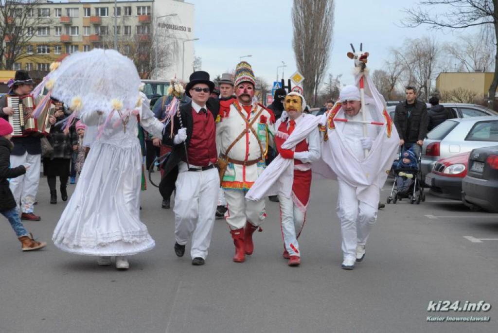 LIVE: Kozy grasują po mieście