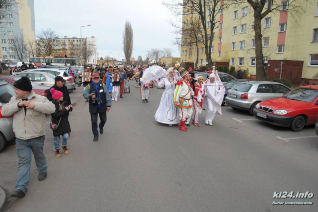 LIVE: Kozy grasują po mieście