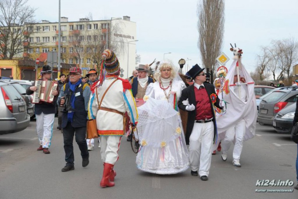 LIVE: Kozy grasują po mieście
