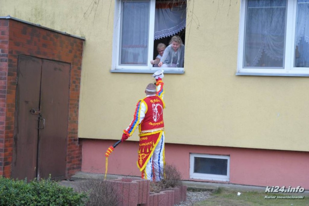 LIVE: Kozy grasują po mieście