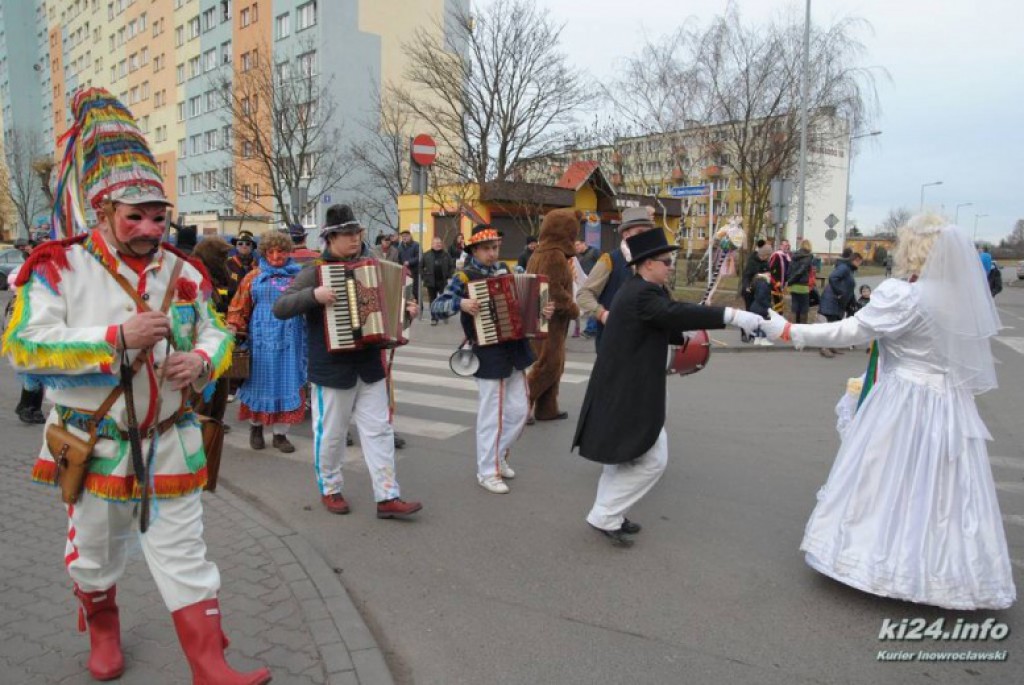 LIVE: Kozy grasują po mieście