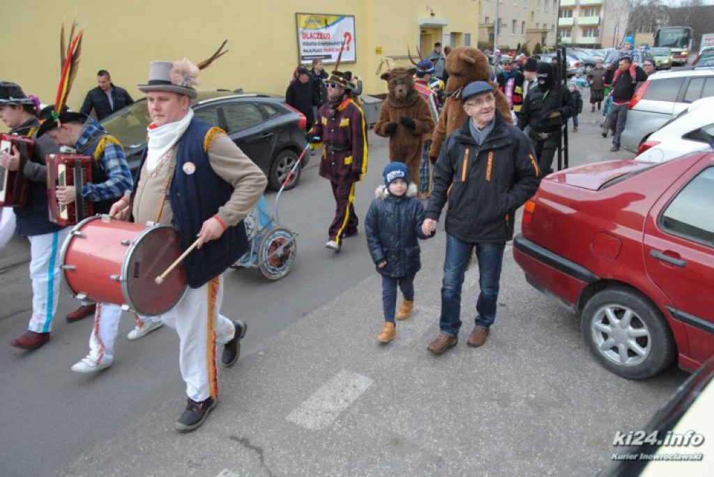 LIVE: Kozy grasują po mieście