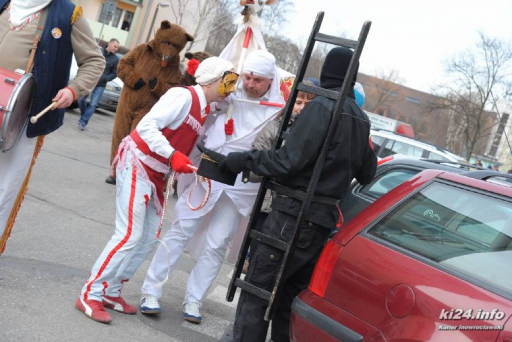 LIVE: Kozy grasują po mieście