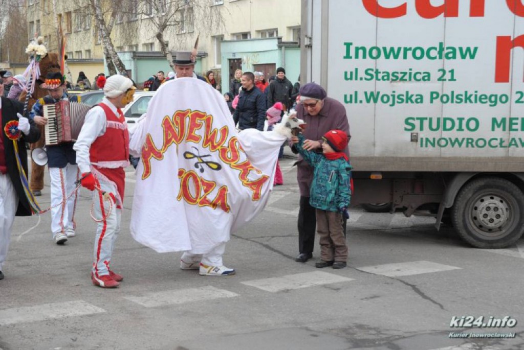 LIVE: Kozy grasują po mieście