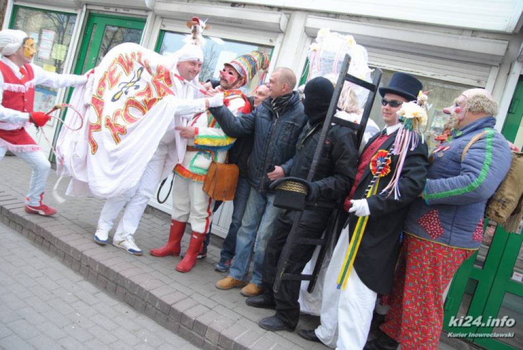 LIVE: Kozy grasują po mieście