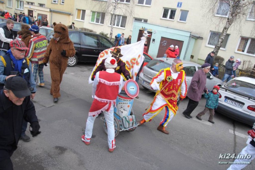 LIVE: Kozy grasują po mieście