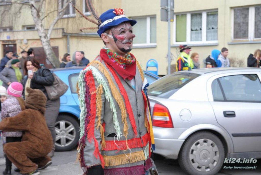 LIVE: Kozy grasują po mieście