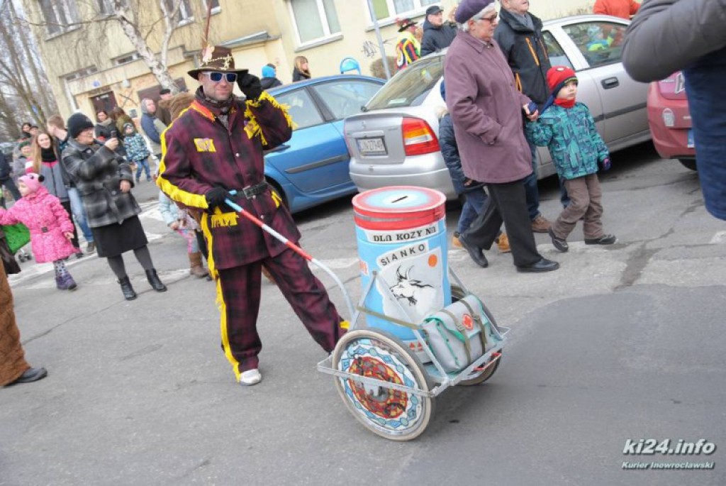 LIVE: Kozy grasują po mieście