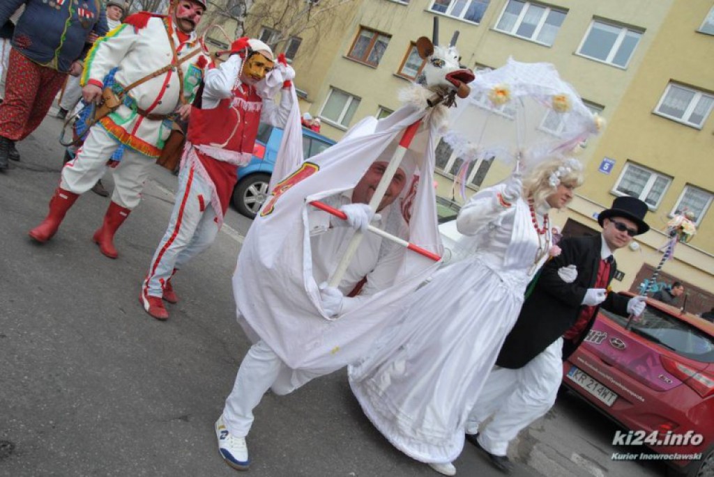 LIVE: Kozy grasują po mieście