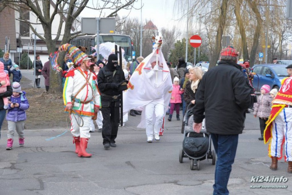 LIVE: Kozy grasują po mieście