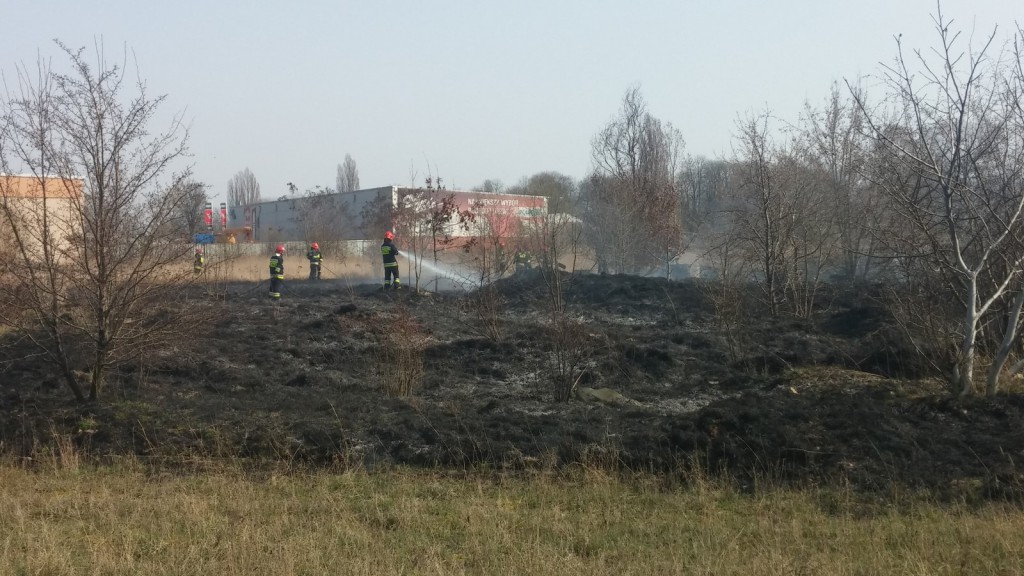 Płoną trawy w Inowrocławiu