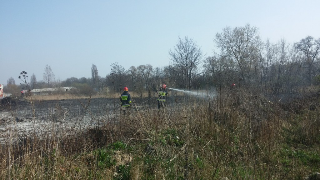 Płoną trawy w Inowrocławiu