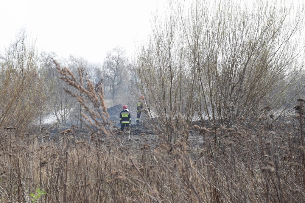 Płoną trawy w Inowrocławiu