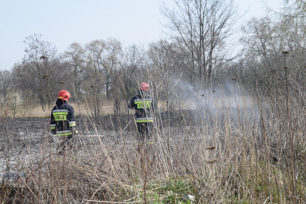 Płoną trawy w Inowrocławiu