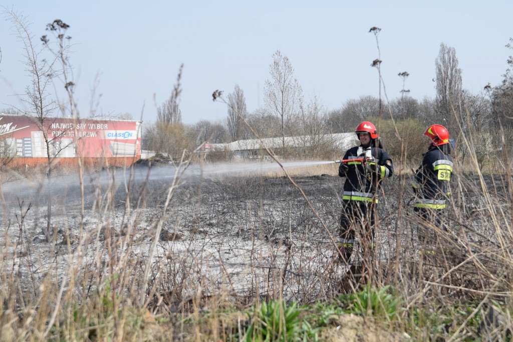 Płoną trawy w Inowrocławiu