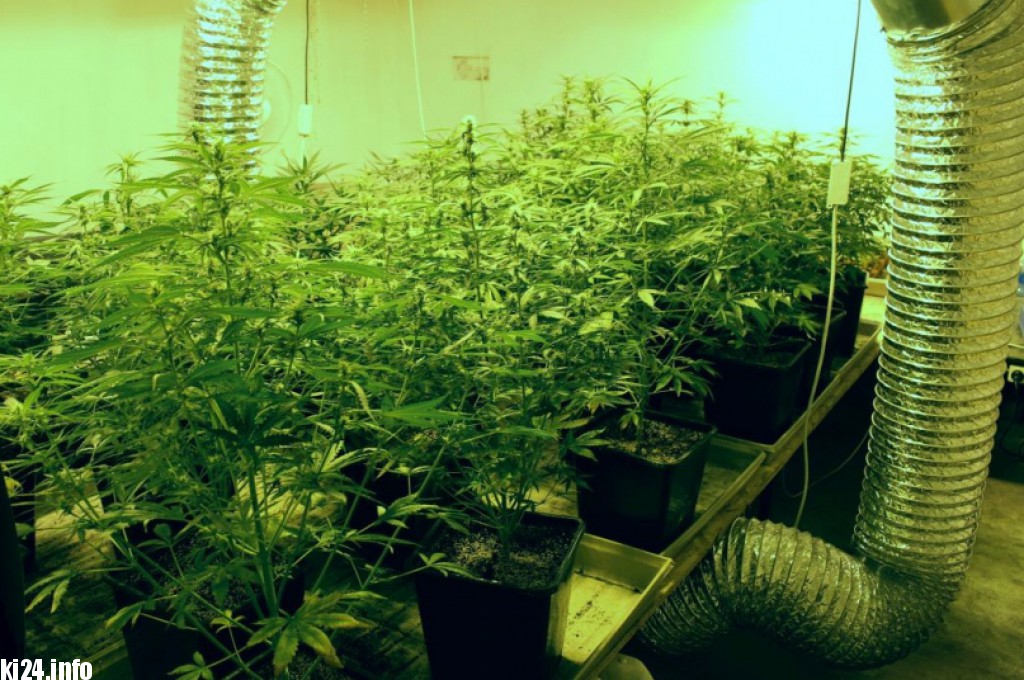 Wielka plantacja konopi zlikwidowana pod Inowrocławiem