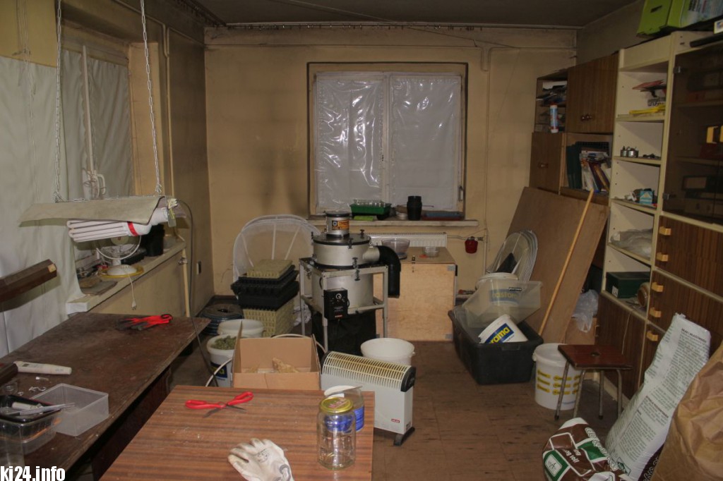 Wielka plantacja konopi zlikwidowana pod Inowrocławiem