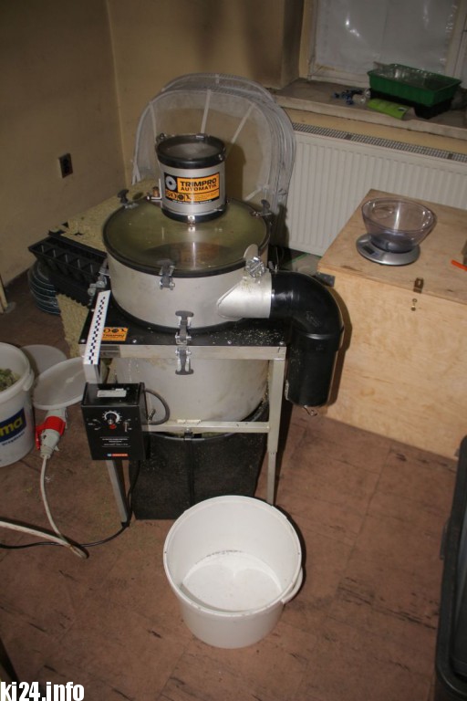 Wielka plantacja konopi zlikwidowana pod Inowrocławiem