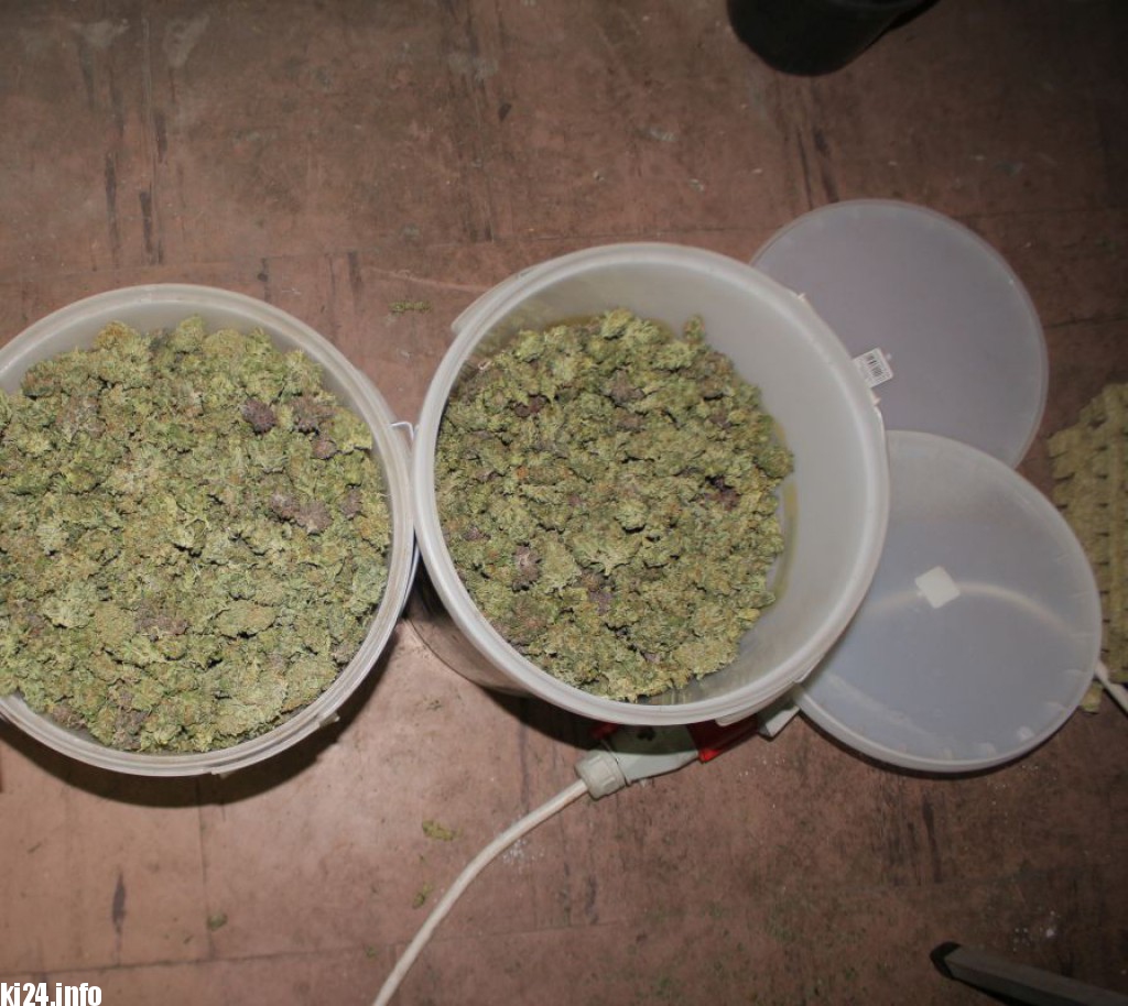 Wielka plantacja konopi zlikwidowana pod Inowrocławiem