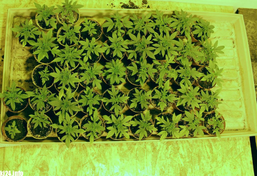 Wielka plantacja konopi zlikwidowana pod Inowrocławiem