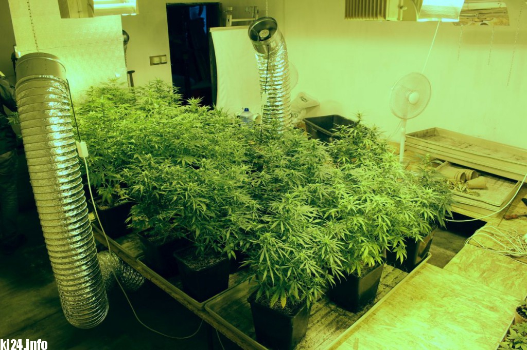 Wielka plantacja konopi zlikwidowana pod Inowrocławiem