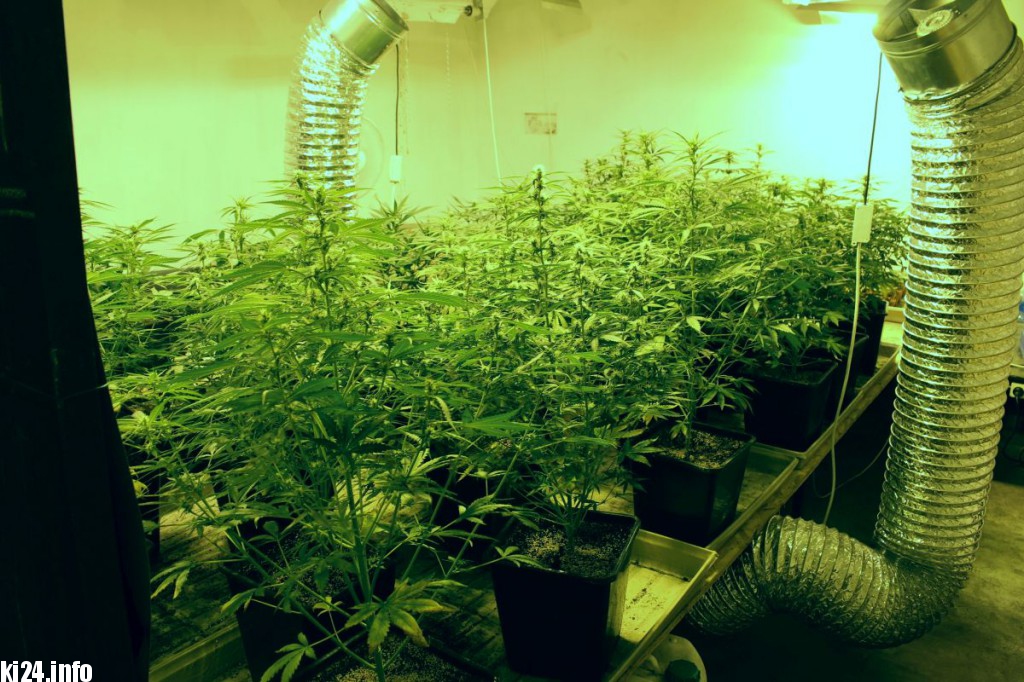 Wielka plantacja konopi zlikwidowana pod Inowrocławiem