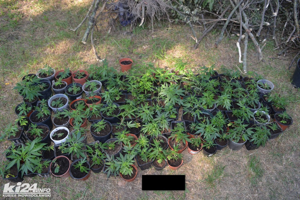 Wielka plantacja konopii