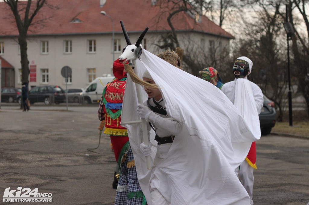 Ostatki z kozą w Inowrocławiu