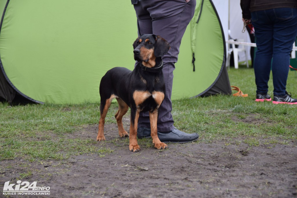  XXXII Krajowa Wystawa Psów Rasowych