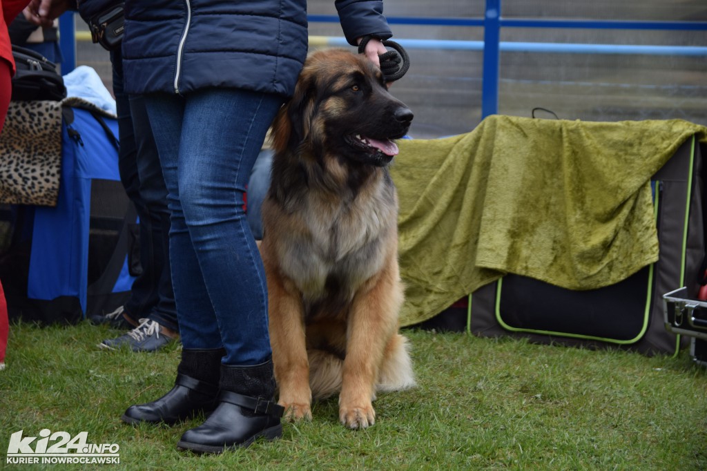  XXXII Krajowa Wystawa Psów Rasowych