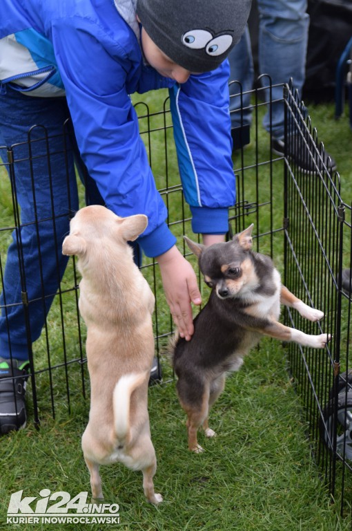  XXXII Krajowa Wystawa Psów Rasowych