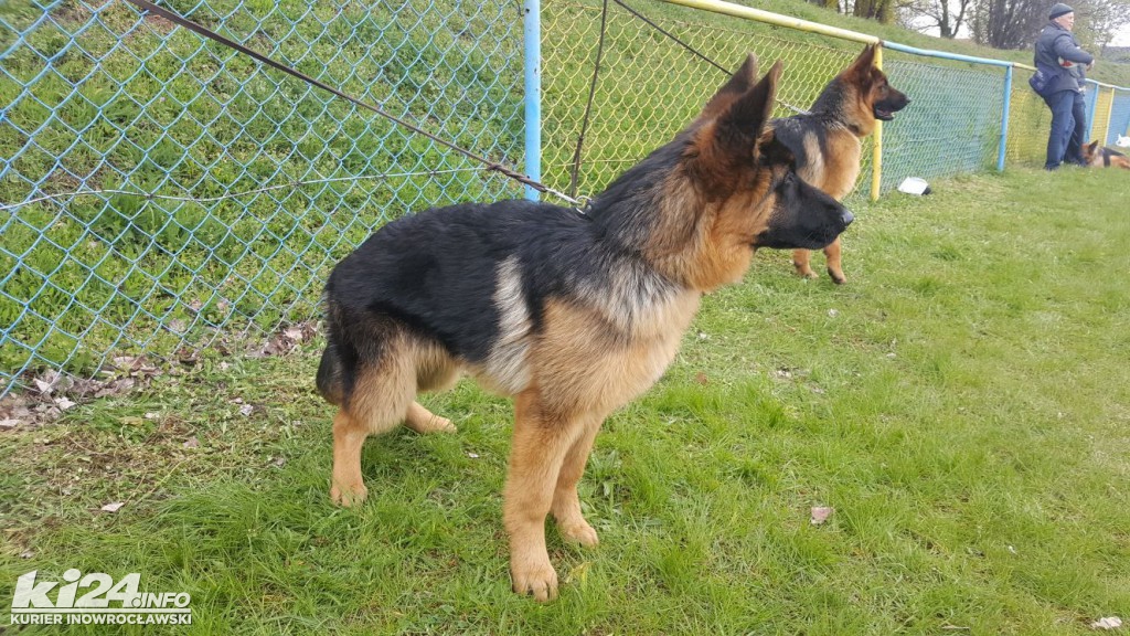  XXXII Krajowa Wystawa Psów Rasowych
