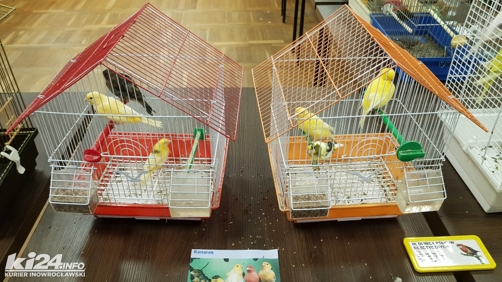 Wystawa ptaków egzotycznych w klubie Rondo