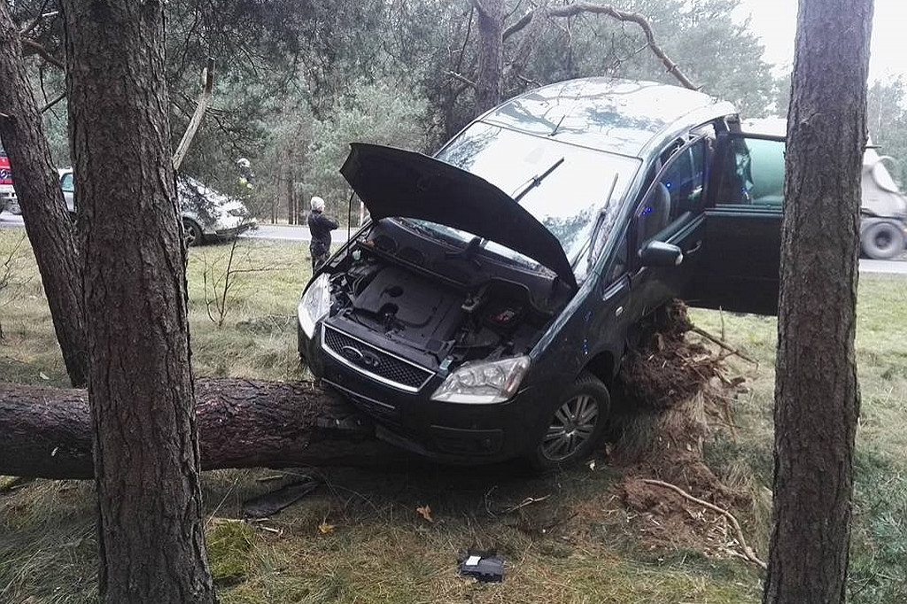 Ford zawieszony na drzewie